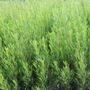 Dodonaea viscosa 'Mr Green Sheen' pbr