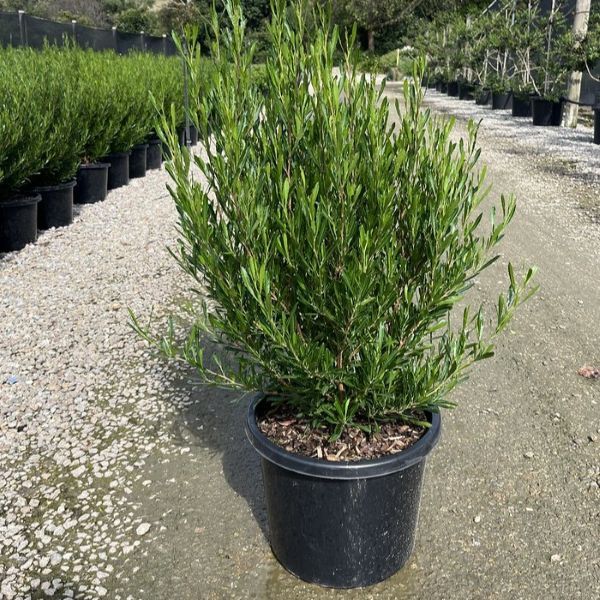 Dodonaea viscosa 'Mr Green Sheen' pbr