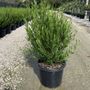 Dodonaea viscosa 'Mr Green Sheen' pbr