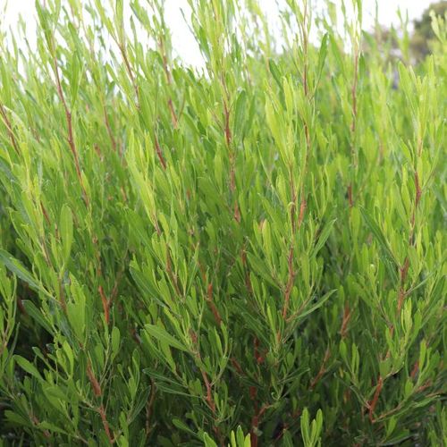 Dodonaea viscosa 'Mr Green Sheen' pbr
