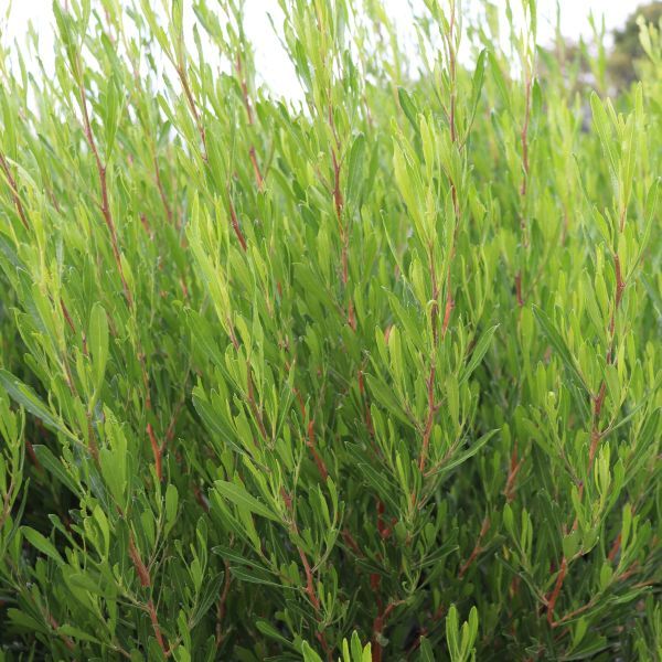 Dodonaea viscosa 'Mr Green Sheen' pbr