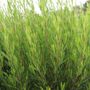 Dodonaea viscosa 'Mr Green Sheen' pbr