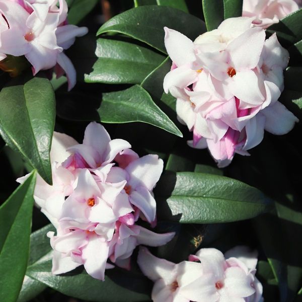 Daphne odora x bholua 