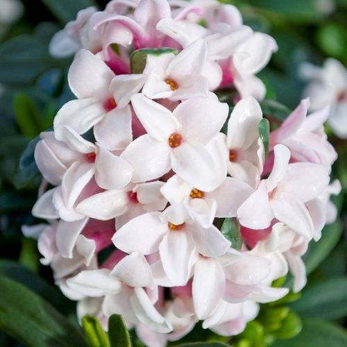 Daphne x transatlantica 'Eternal Fragrance' pbr