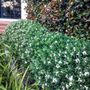 Daphne x transatlantica 'Eternal Fragrance' pbr
