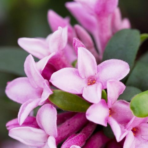 Daphne x transatlantica 'Spring Pink EF' pbr