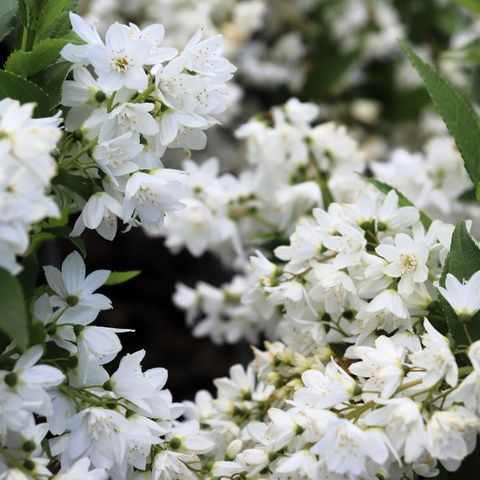 Deutzia gracilis