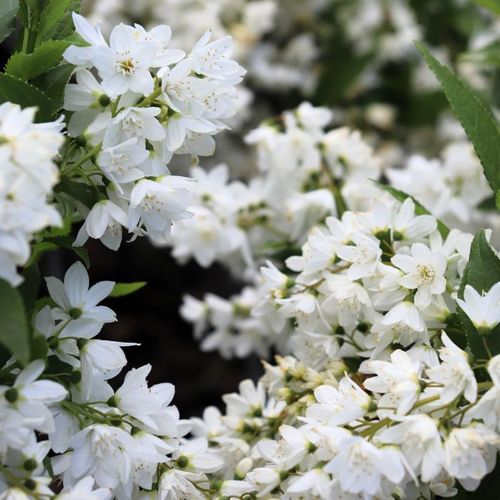 Deutzia gracilis