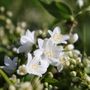 Deutzia gracilis