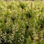 Deutzia gracilis