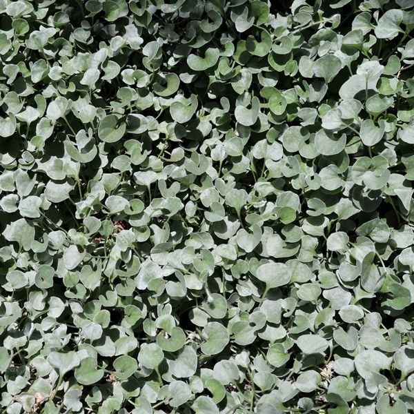 Dichondra argentea 'Silver Falls'