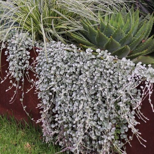 Dichondra argentea 'Silver Falls'