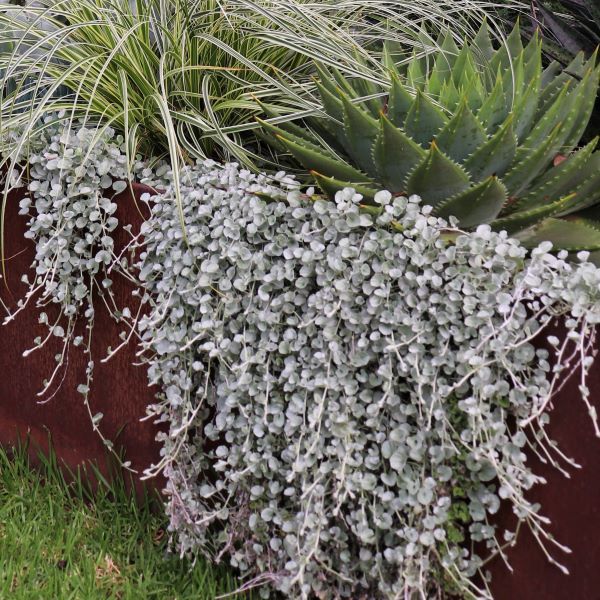 Dichondra argentea 'Silver Falls'