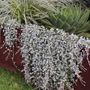 Dichondra argentea 'Silver Falls'