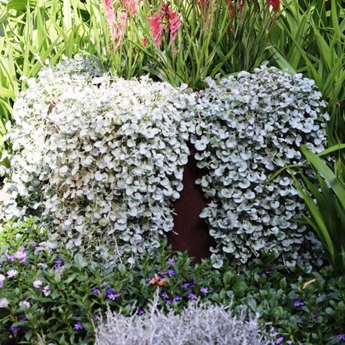 Dichondra argentea 'Silver Falls'