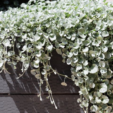 Dichondra argentea 'Silver Falls'