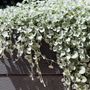 Dichondra argentea 'Silver Falls'