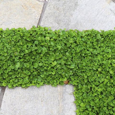 Dichondra repens