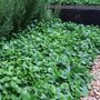 Dichondra repens