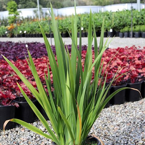 Dietes robinsoniana