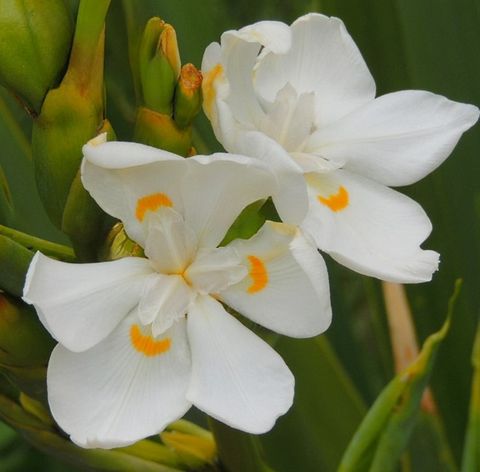 Dietes robinsoniana