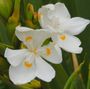 Dietes robinsoniana
