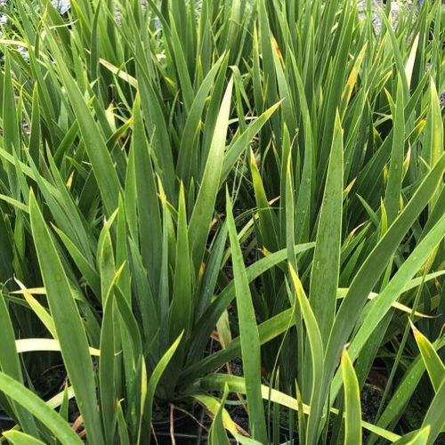 Dietes robinsoniana