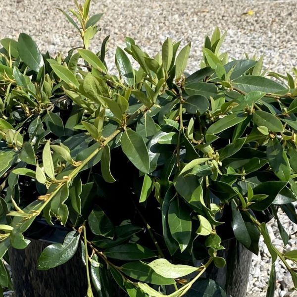 Distylium myricoides x racemosum 'Vintage Jade'