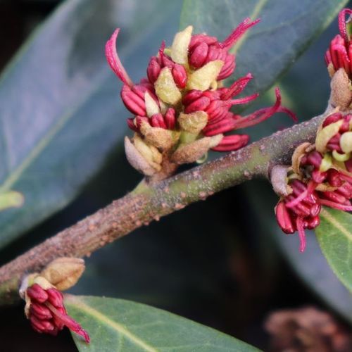 Distylium myricoides x racemosum 'Vintage Jade'