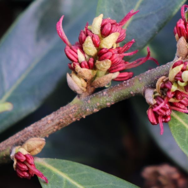 Distylium myricoides x racemosum 'Vintage Jade'