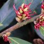 Distylium myricoides x racemosum 'Vintage Jade'
