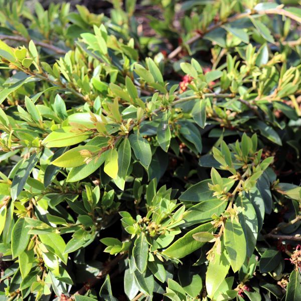 Distylium myricoides x racemosum 'Vintage Jade' - Warners Nurseries