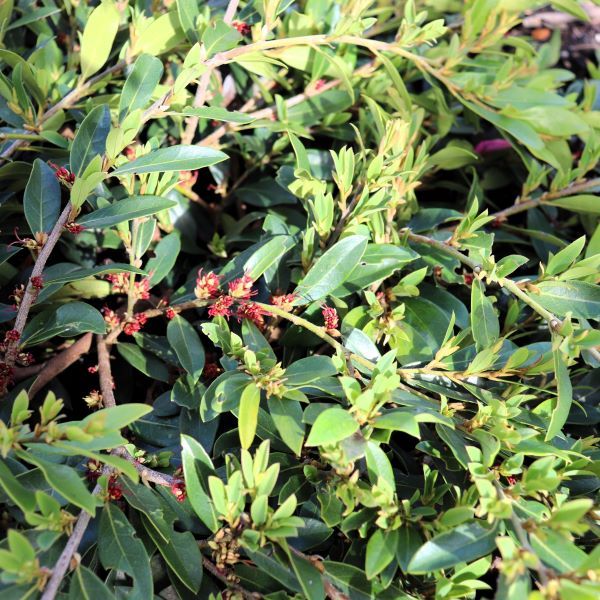 Distylium myricoides x racemosum 'Vintage Jade'