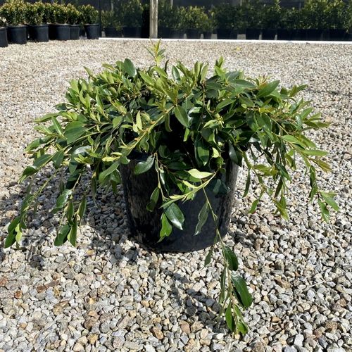 Distylium myricoides x racemosum 'Vintage Jade'