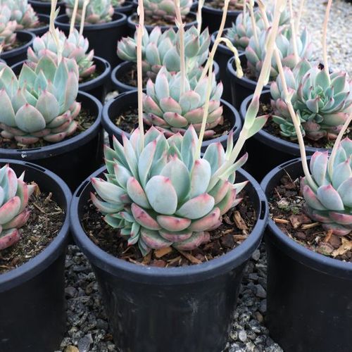 Echeveria colorata