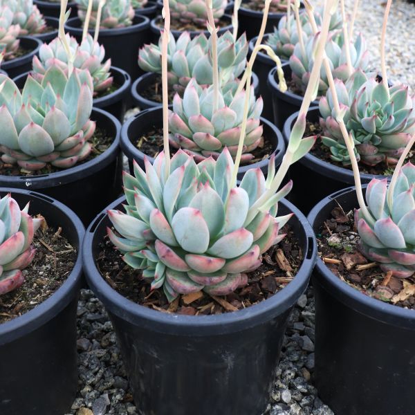 Echeveria colorata