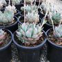 Echeveria colorata