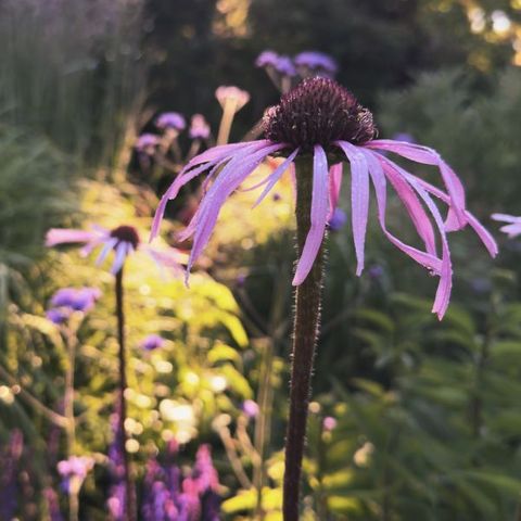 Echinacea pallida