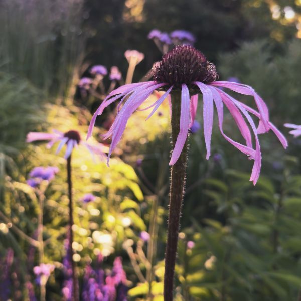 Echinacea pallida