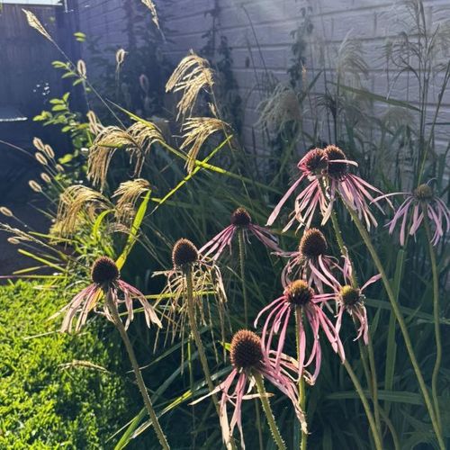 Echinacea pallida