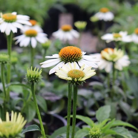 Echinacea purpurea 'Pow Wow White'