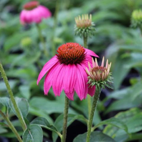 Echinacea purpurea 'Pow Wow Wild Berry'