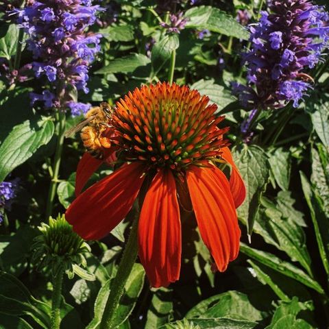 Echinacea x hybrida 'Soft Orange'