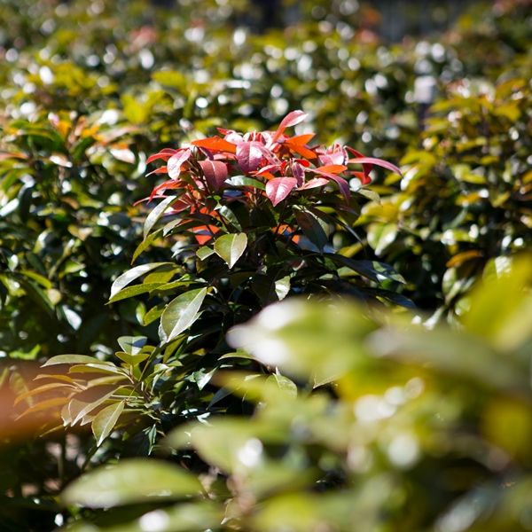 Elaeocarpus eumundi Warners Nurseries