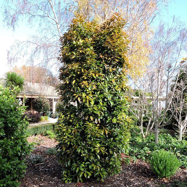 Elaeocarpus eumundi Warners Nurseries