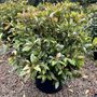 Elaeocarpus reticulatus Mound