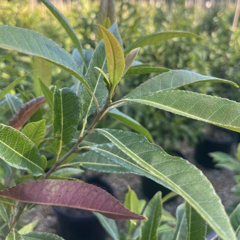 Elaeocarpus reticulatus White