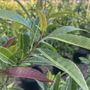 Elaeocarpus reticulatus White