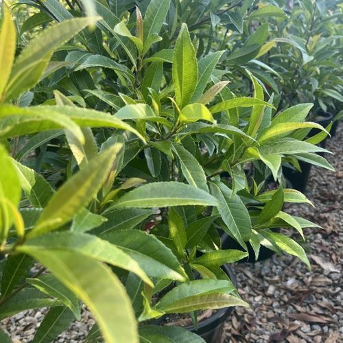 Elaeocarpus reticulatus White