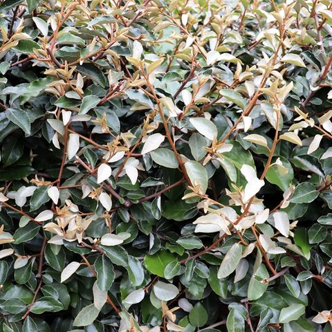 Elaeagnus x ebbingei